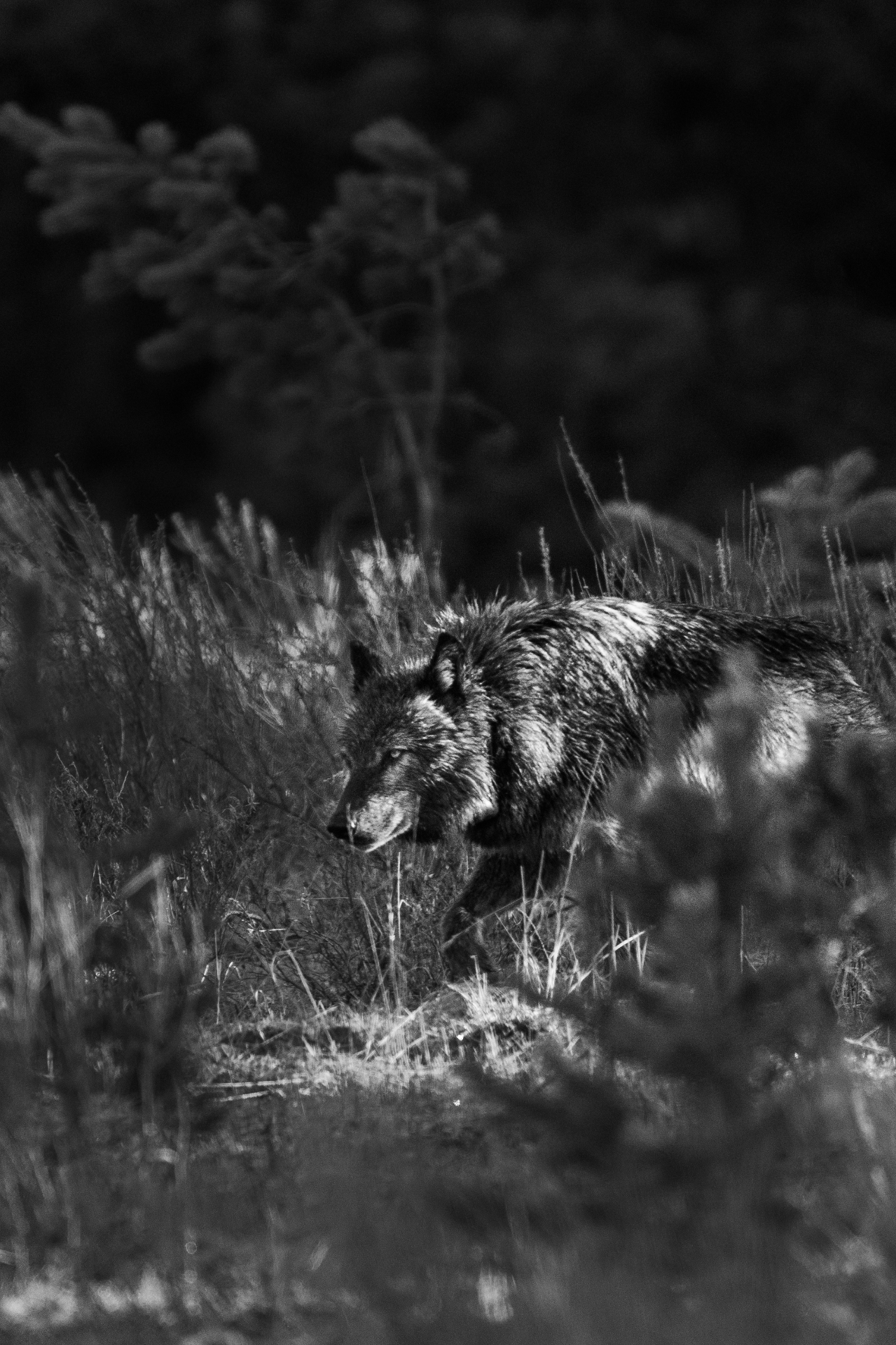 Black-and-white photograph of 1267F, a dark-coated wolf, moving through tall grass at the edge of the trees