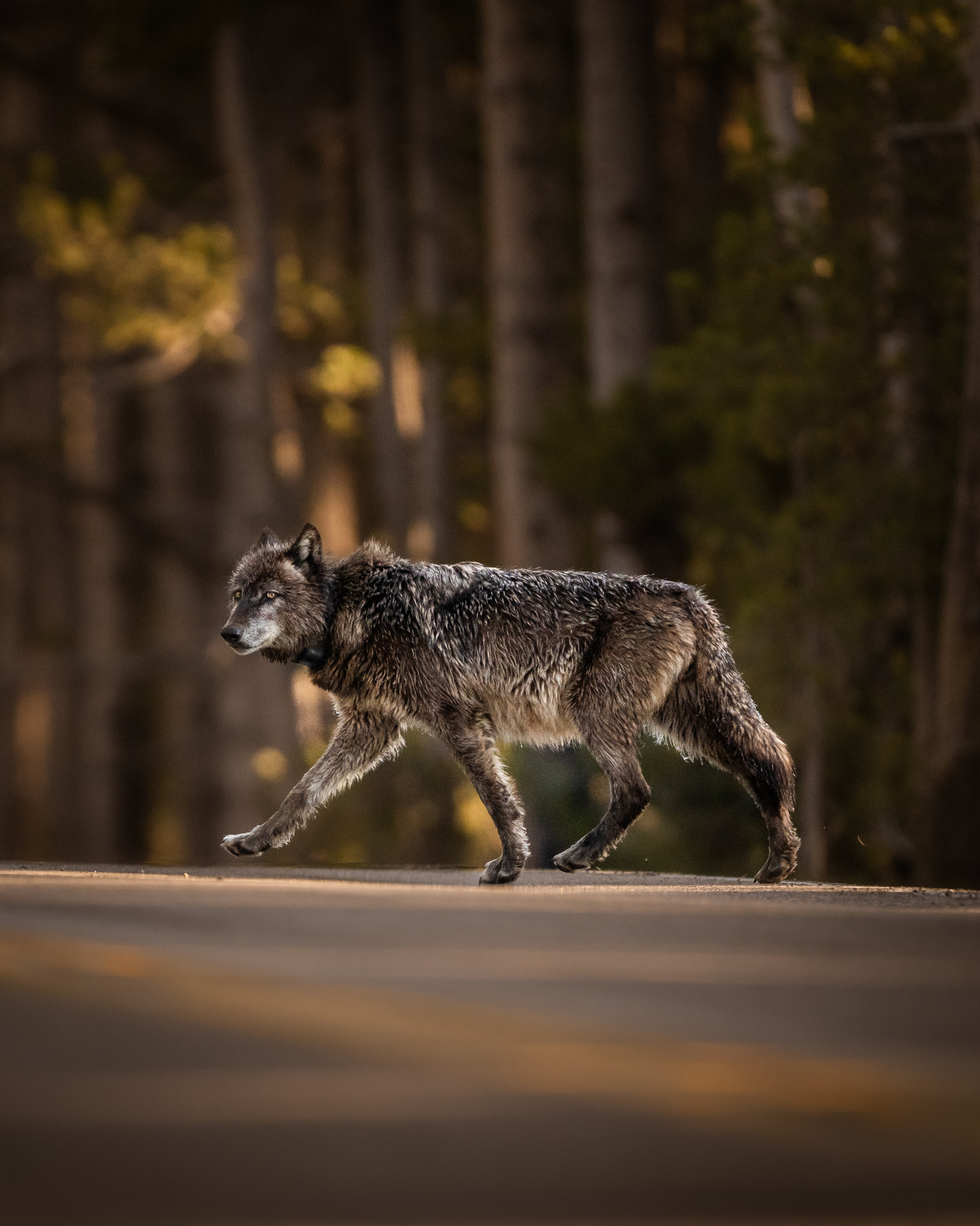 Wolf crossing at dusk