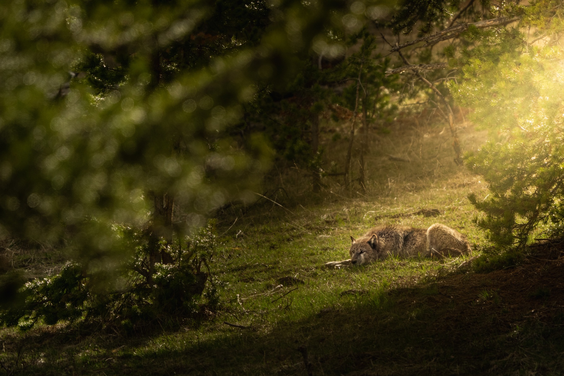 Wolf resting in sunlit forest