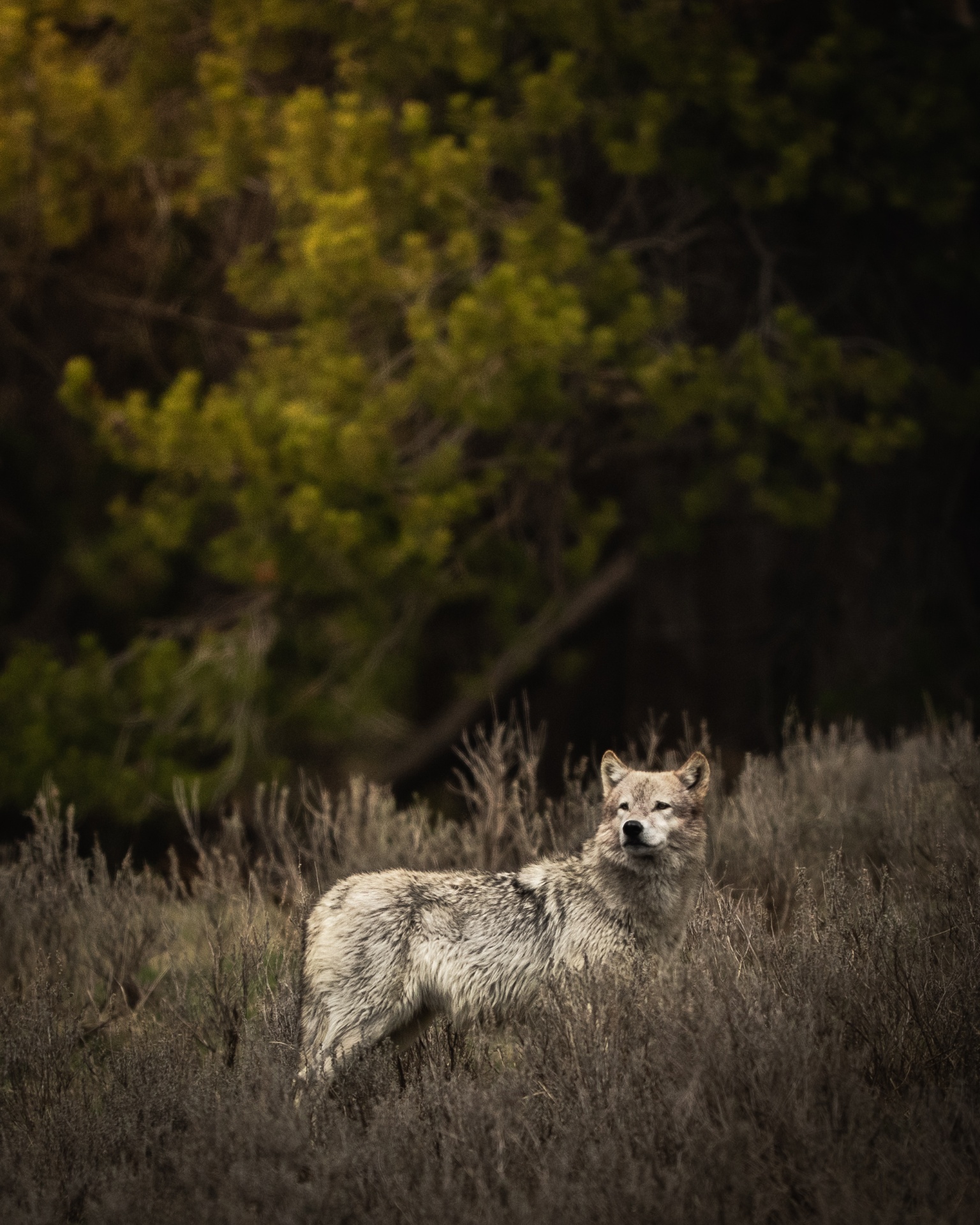 Wolf standing in sagebrush